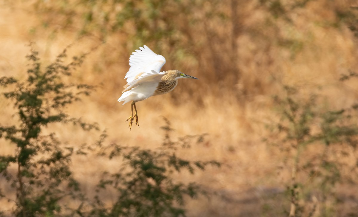 Squacco Heron - ML630834959