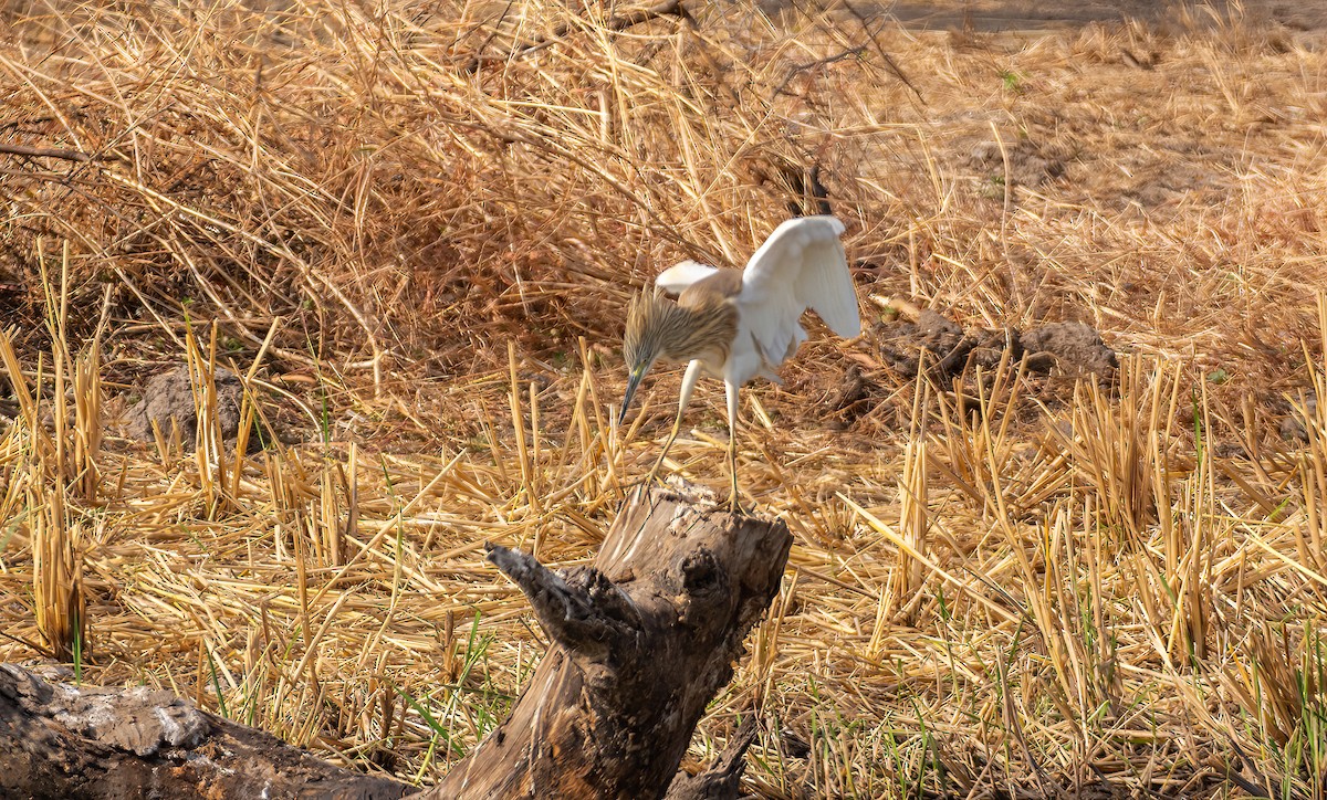 Squacco Heron - ML630834961