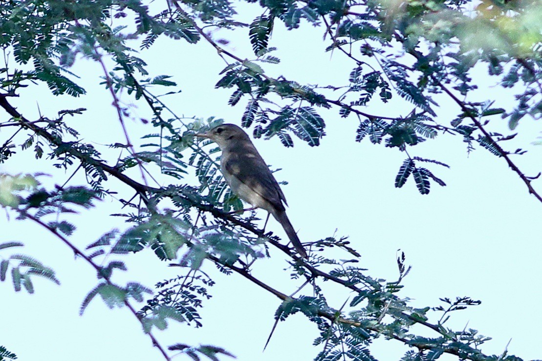 Sykes's Warbler - ML630835091