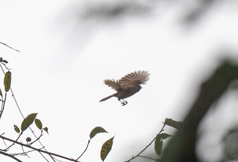 Gray-headed Parrotbill - ML630835167