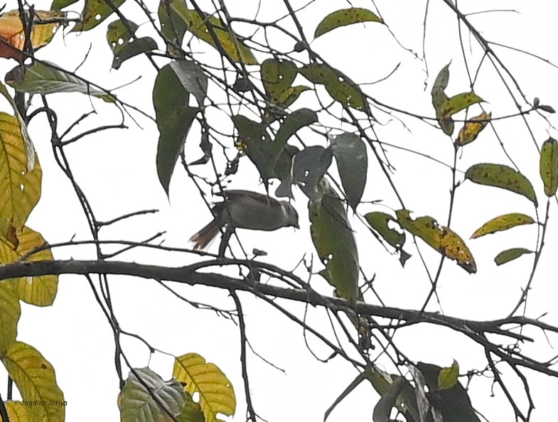 Gray-headed Parrotbill - ML630835168