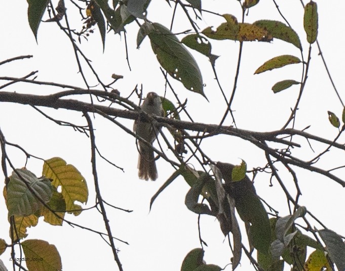 Gray-headed Parrotbill - ML630835169