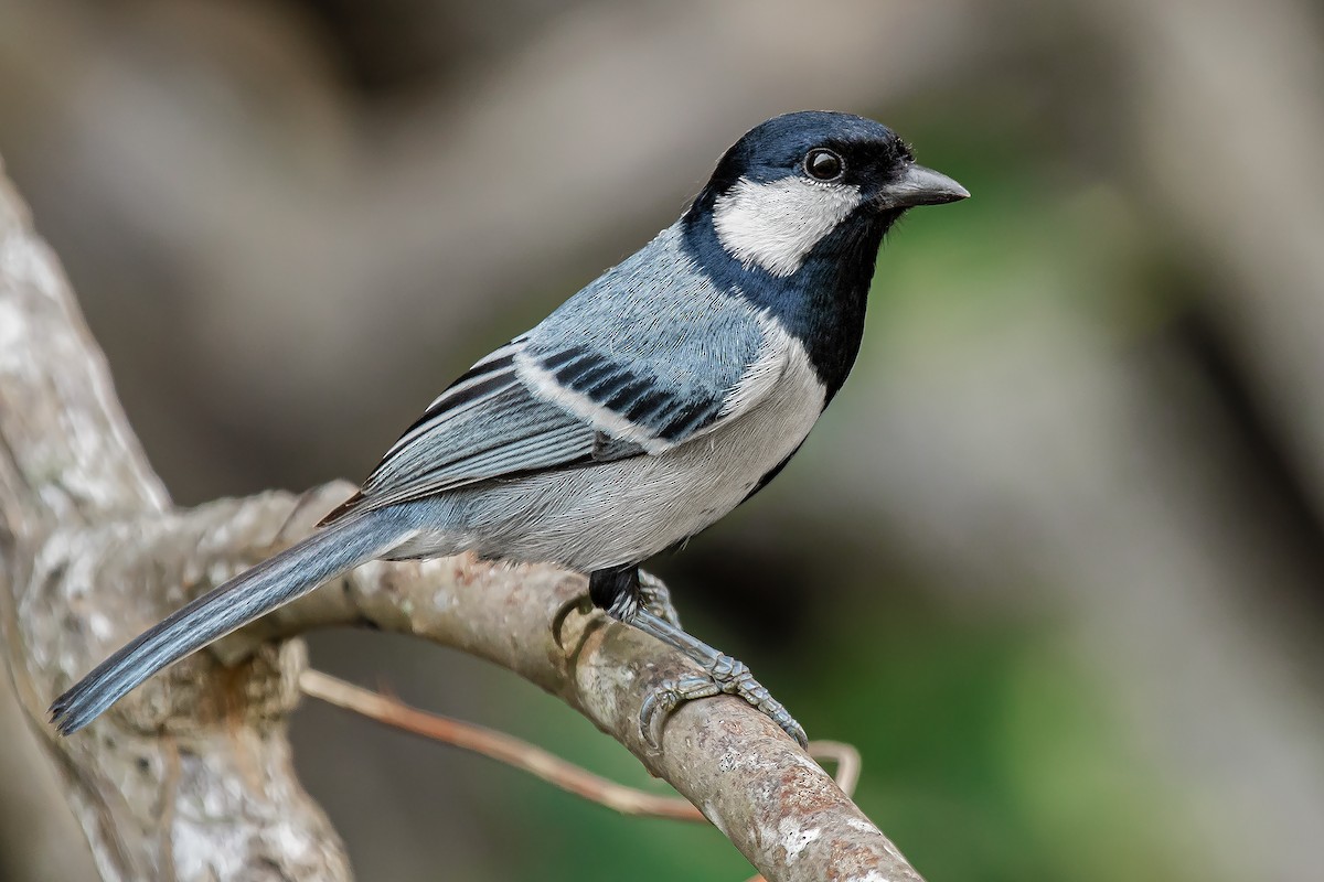 Asian Tit (Cinereous) - ML630835411