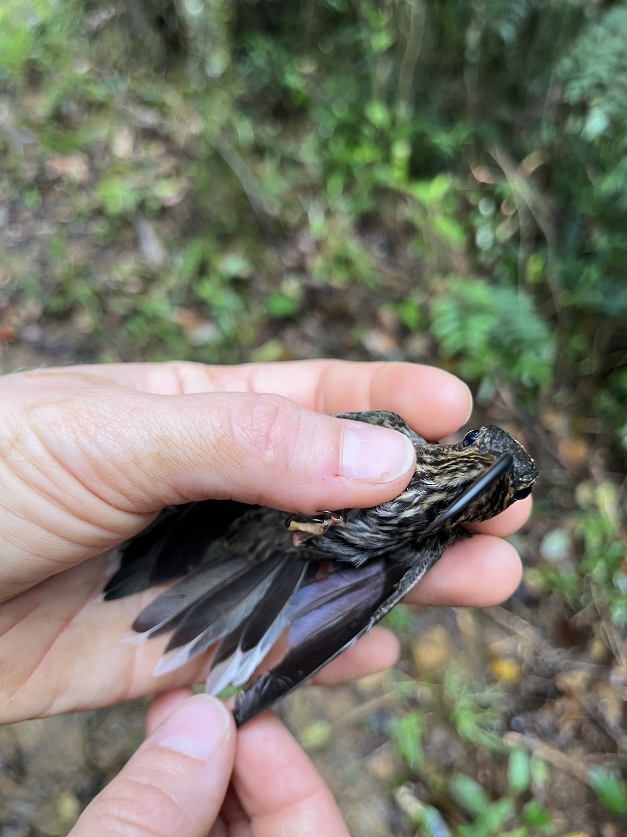 White-tipped Sicklebill - ML630835450