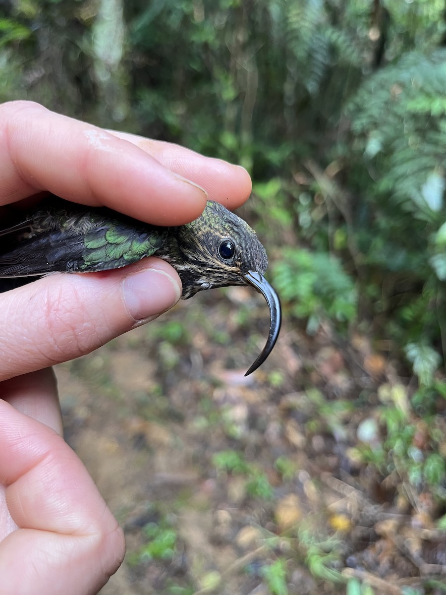 White-tipped Sicklebill - ML630835451