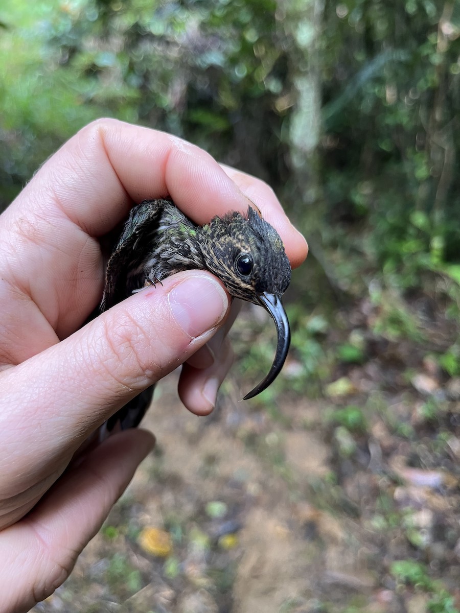 White-tipped Sicklebill - ML630835452
