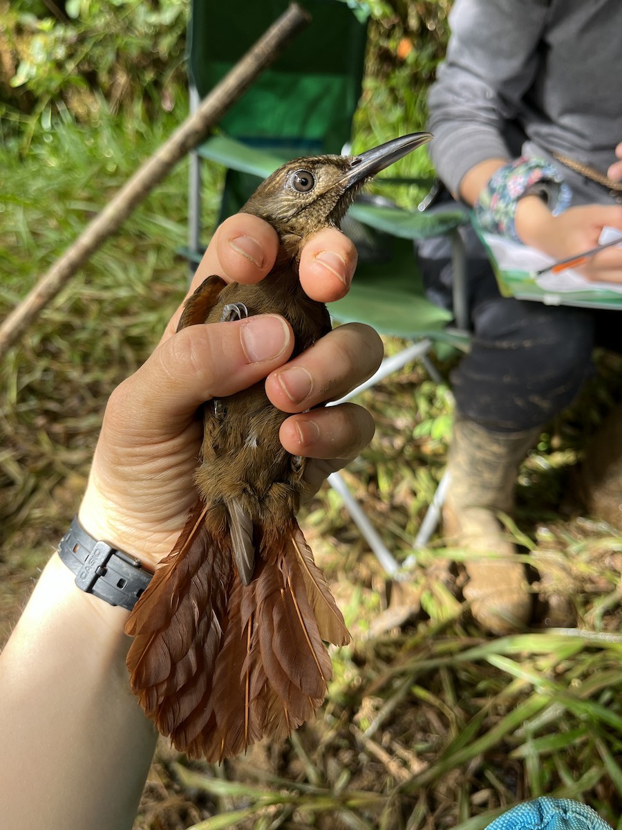 Plain-brown Woodcreeper - ML630835460