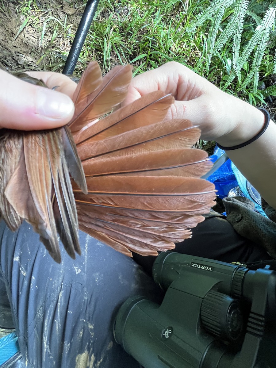 Plain-brown Woodcreeper - ML630835461