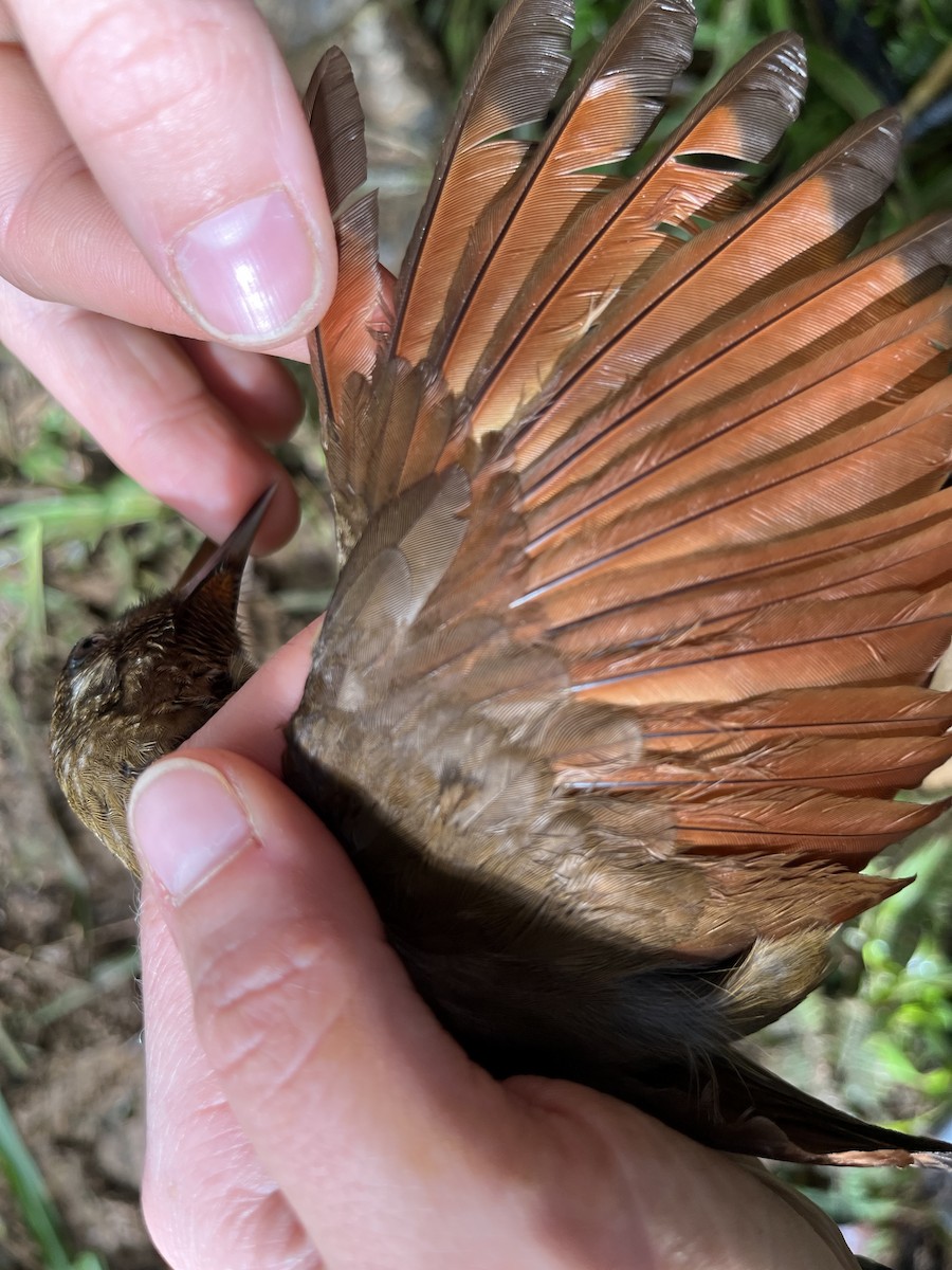 Plain-brown Woodcreeper - ML630835462