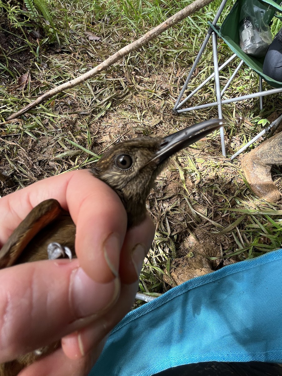 Plain-brown Woodcreeper - ML630835463
