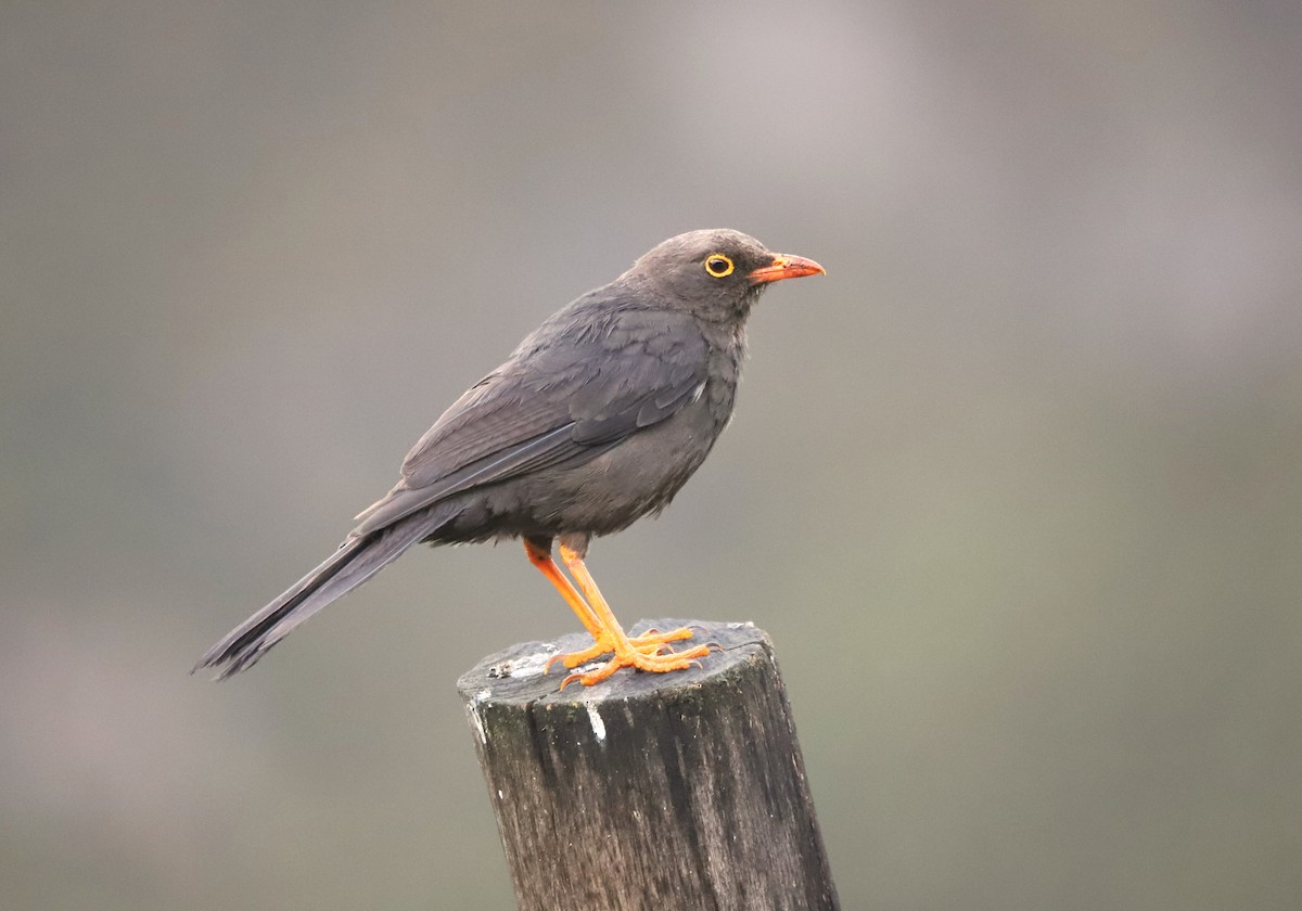 Great Thrush - ML630835473