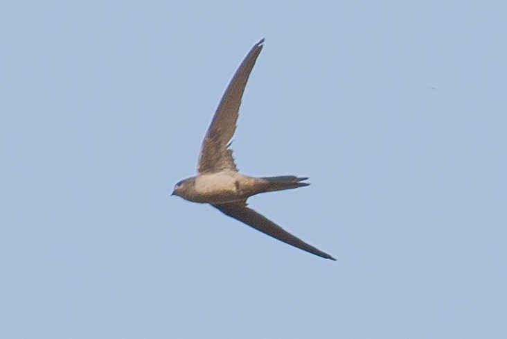 Asian Palm Swift - ML630835571