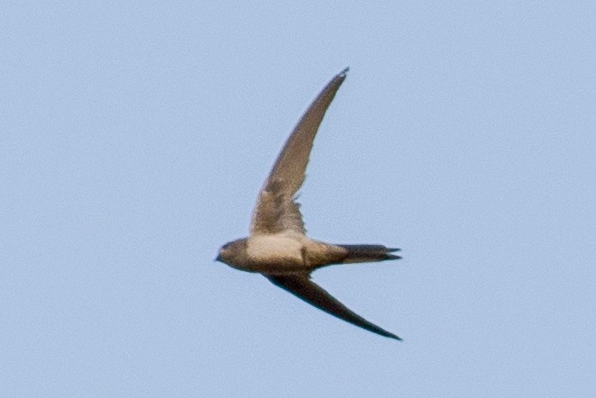 Asian Palm Swift - ML630835572