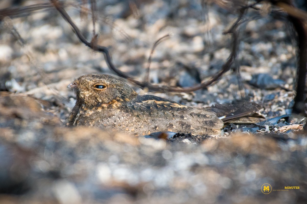 Savanna Nightjar - ML630835722