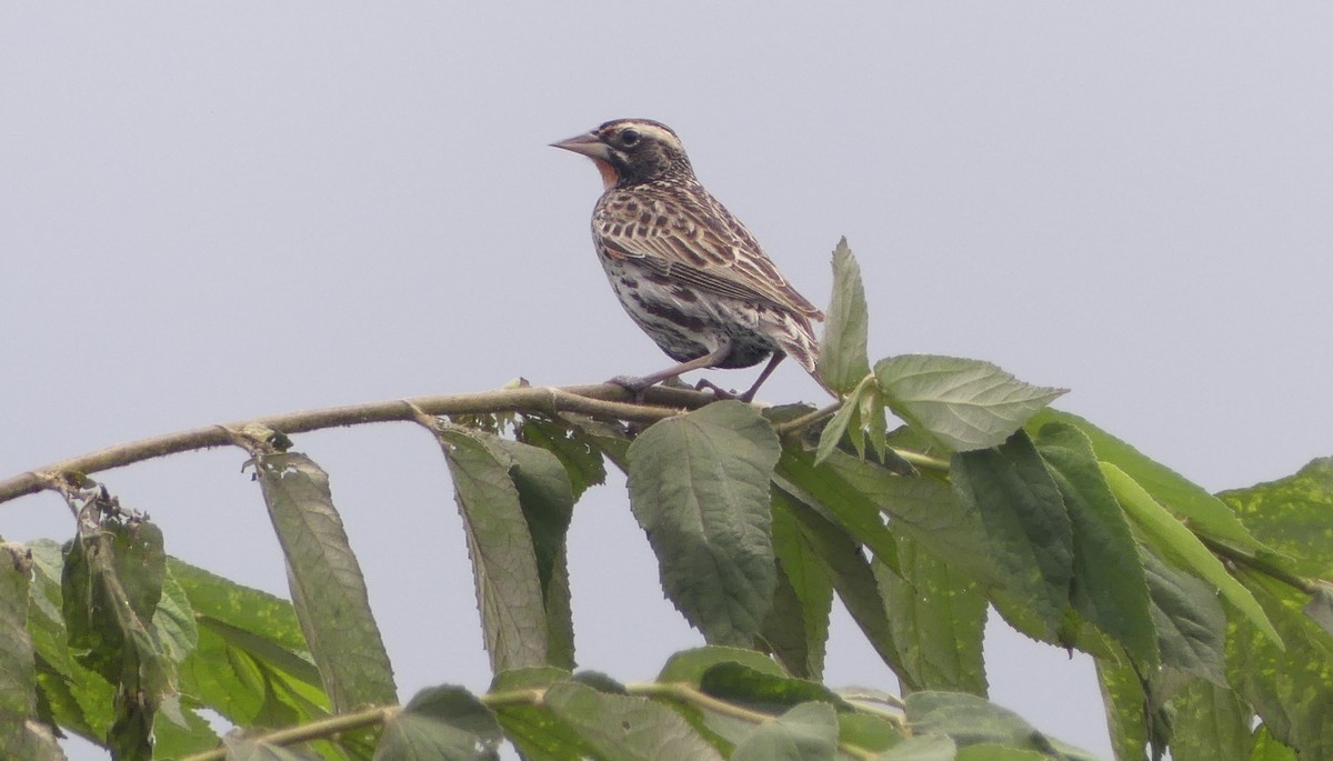 Peruvian Meadowlark - ML630835754