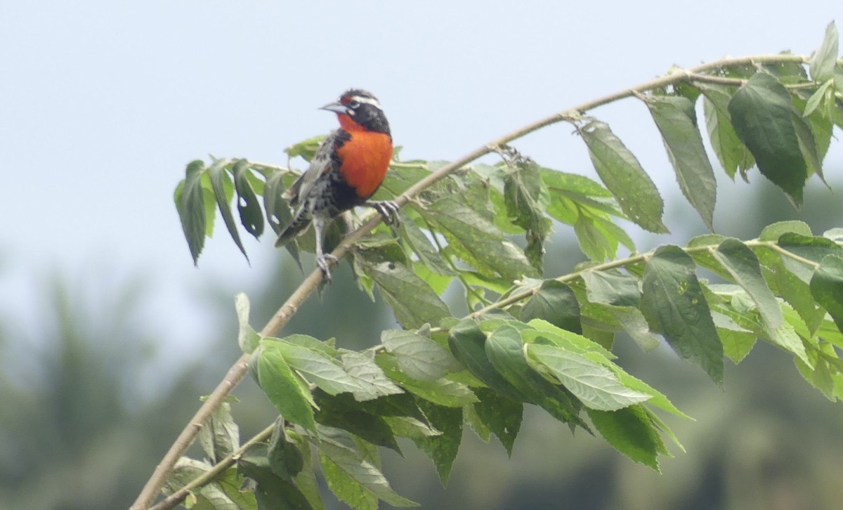 Peruvian Meadowlark - ML630835758