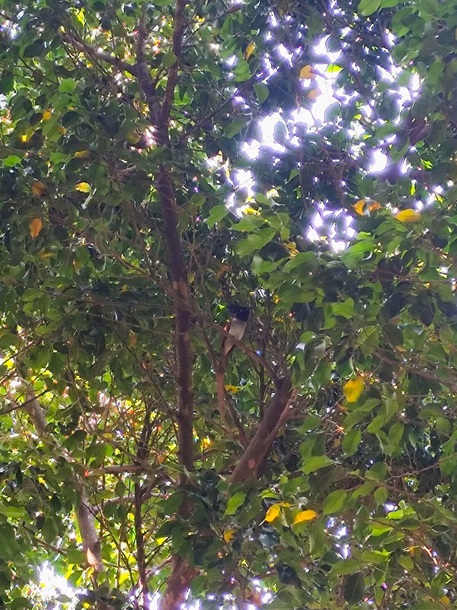 Indian Paradise-Flycatcher - ML630835773