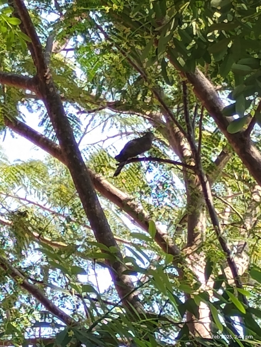 Common Hawk-Cuckoo - ML630835795