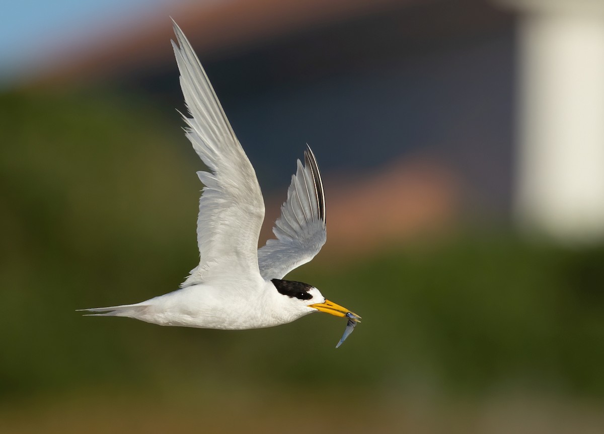Australian Fairy Tern - ML630835846
