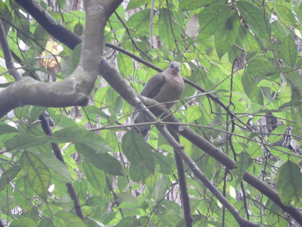 White-eared Brown-Dove - ML630835875