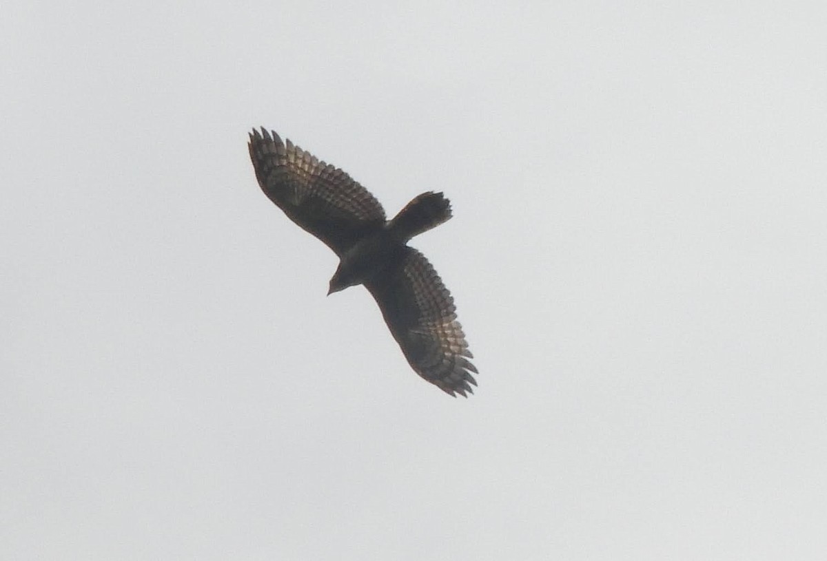 Philippine Serpent-Eagle - ML630835881