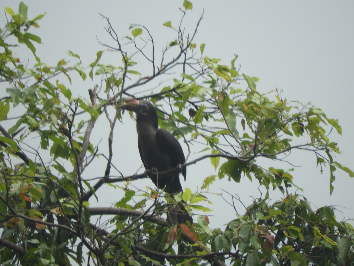 Luzon Hornbill - ML630835887