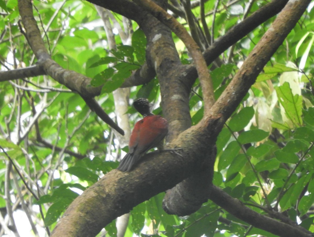 Luzon Flameback - ML630835890
