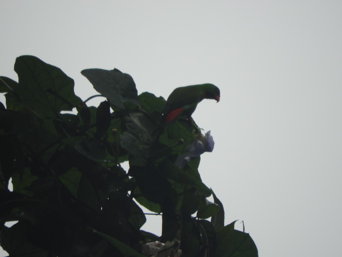 Philippine Hanging-Parrot - ML630835894