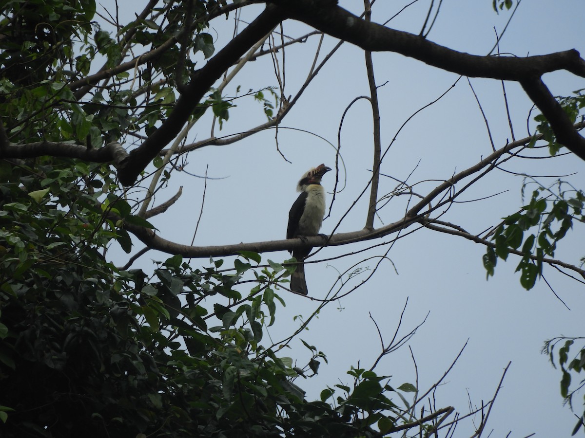 Luzon Hornbill - ML630835947