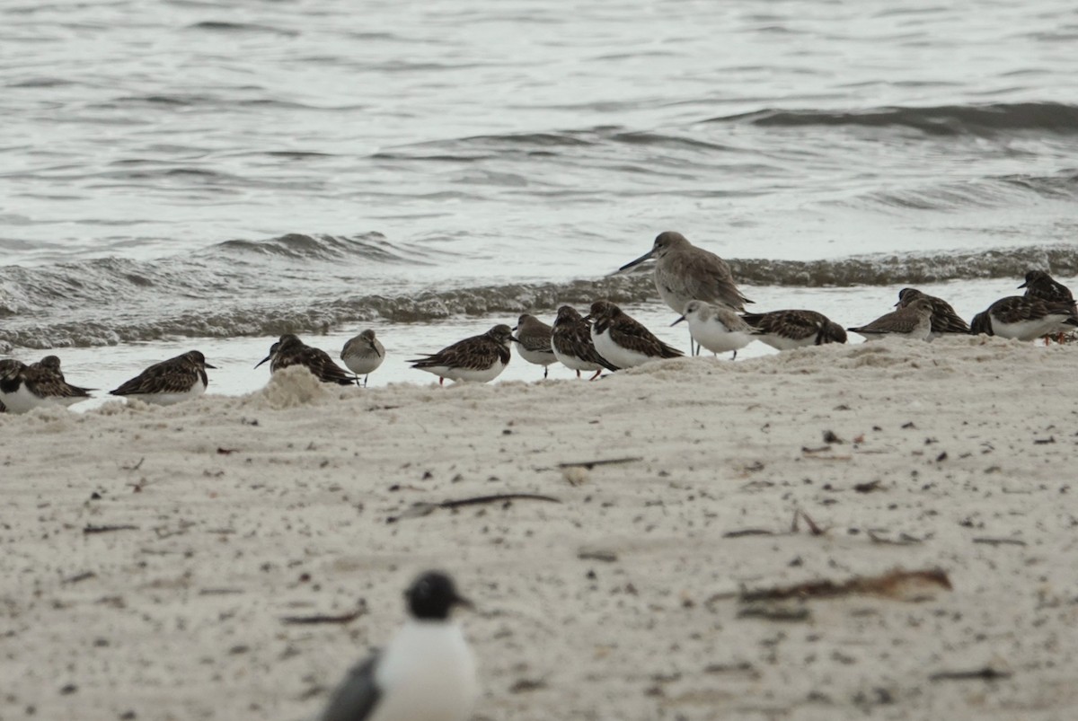 Ruddy Turnstone - ML630835970