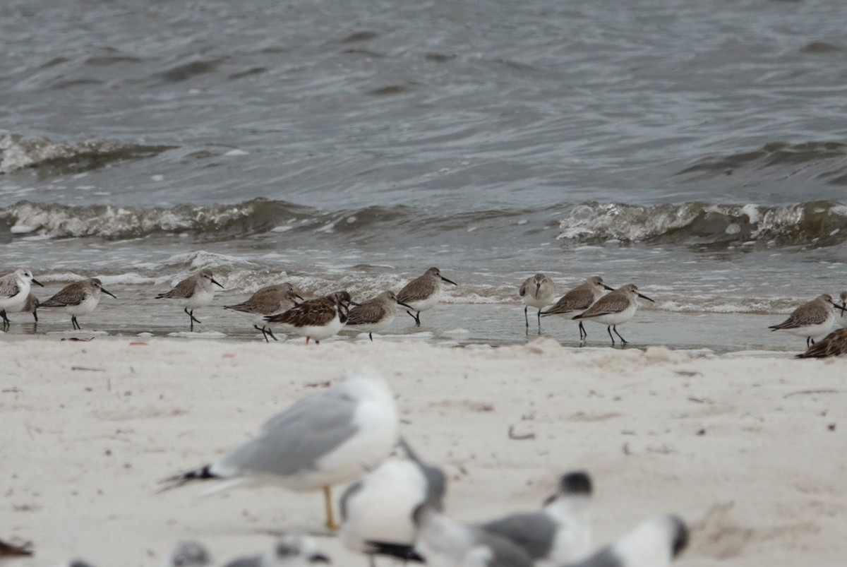 Dunlin - ML630836072