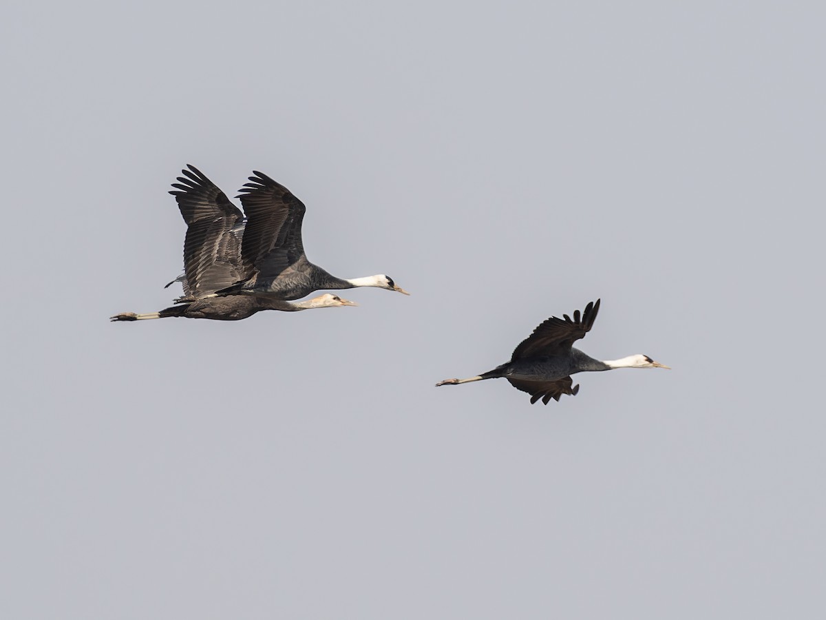 Hooded Crane - ML630836076