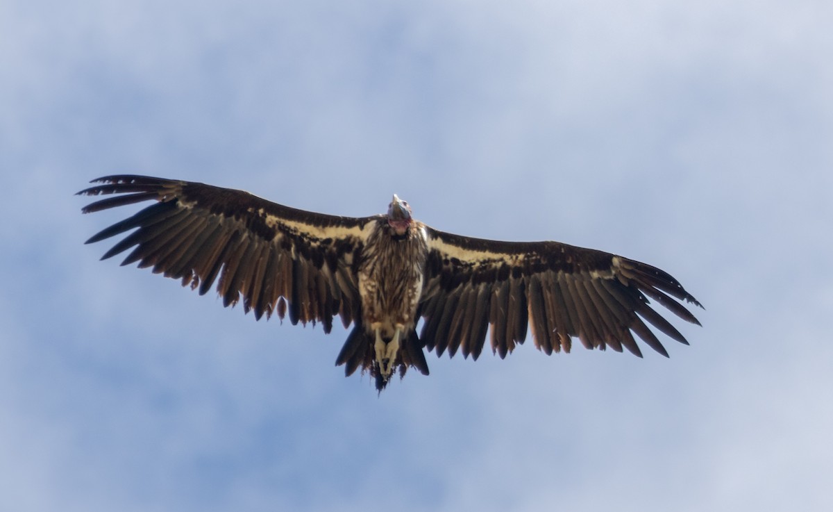 Lappet-faced Vulture - ML630836230