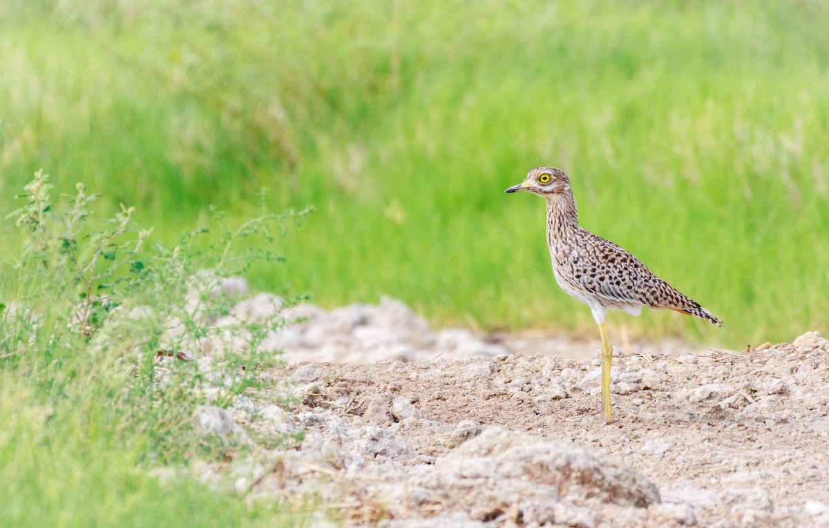 Spotted Thick-knee - ML630836232