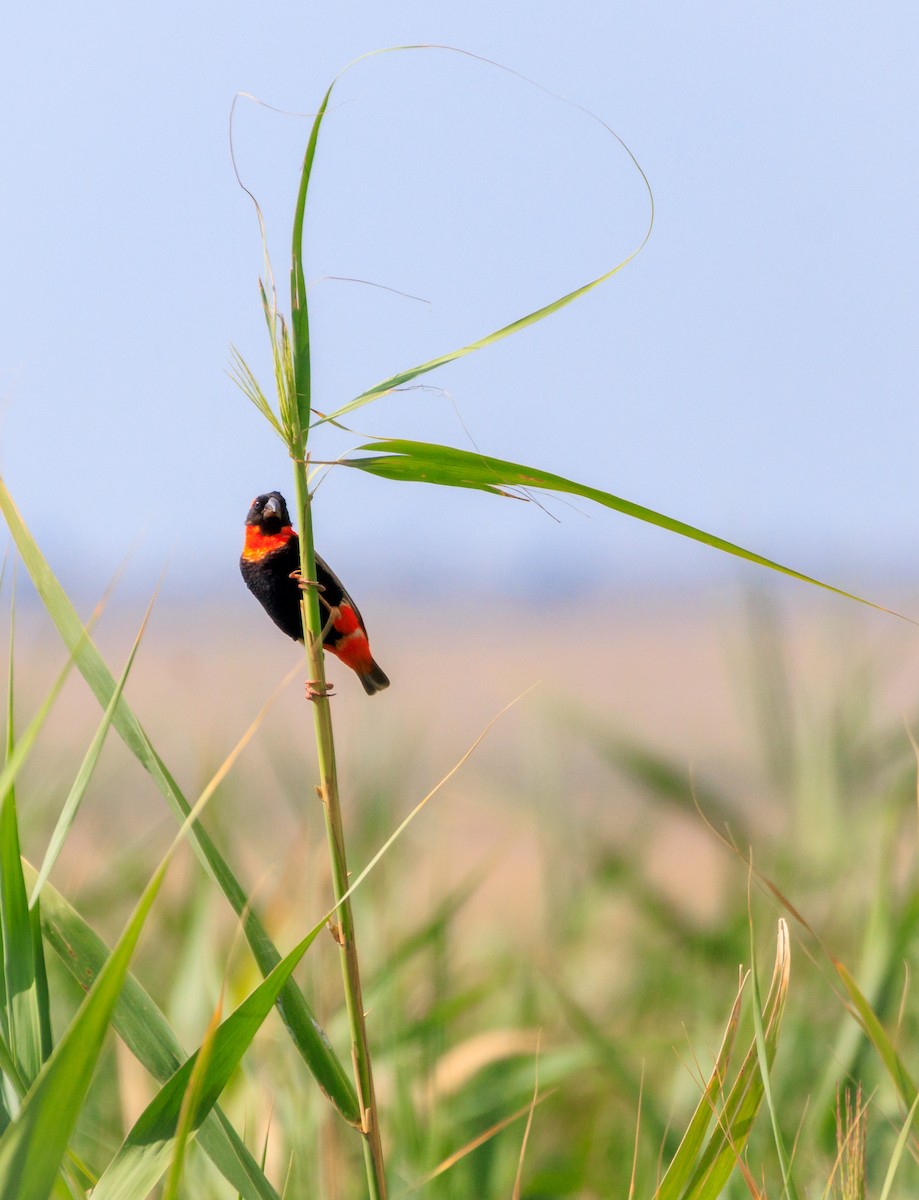 Southern Red Bishop - ML630836240