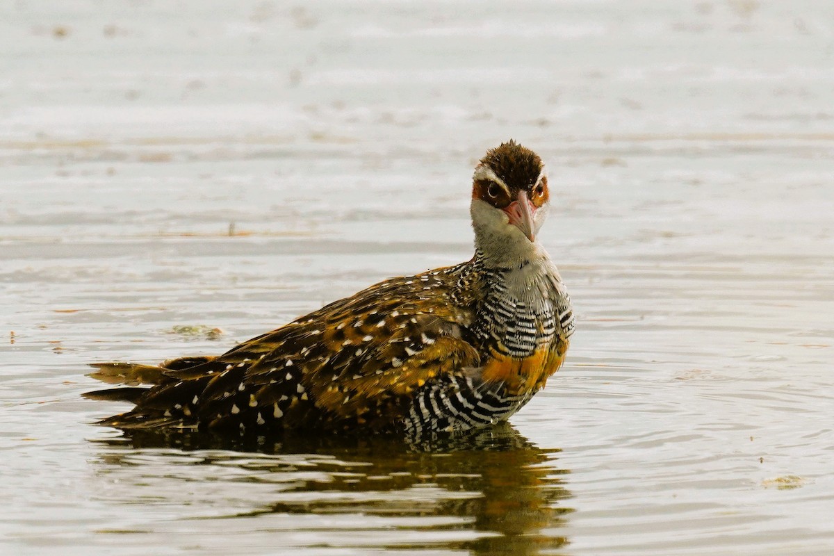Buff-banded Rail - ML630836308