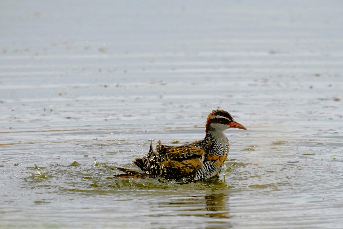 Buff-banded Rail - ML630836354