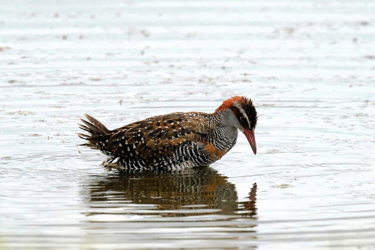 Buff-banded Rail - ML630836358