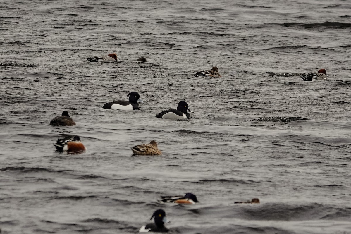 Ring-necked Duck - ML630836711