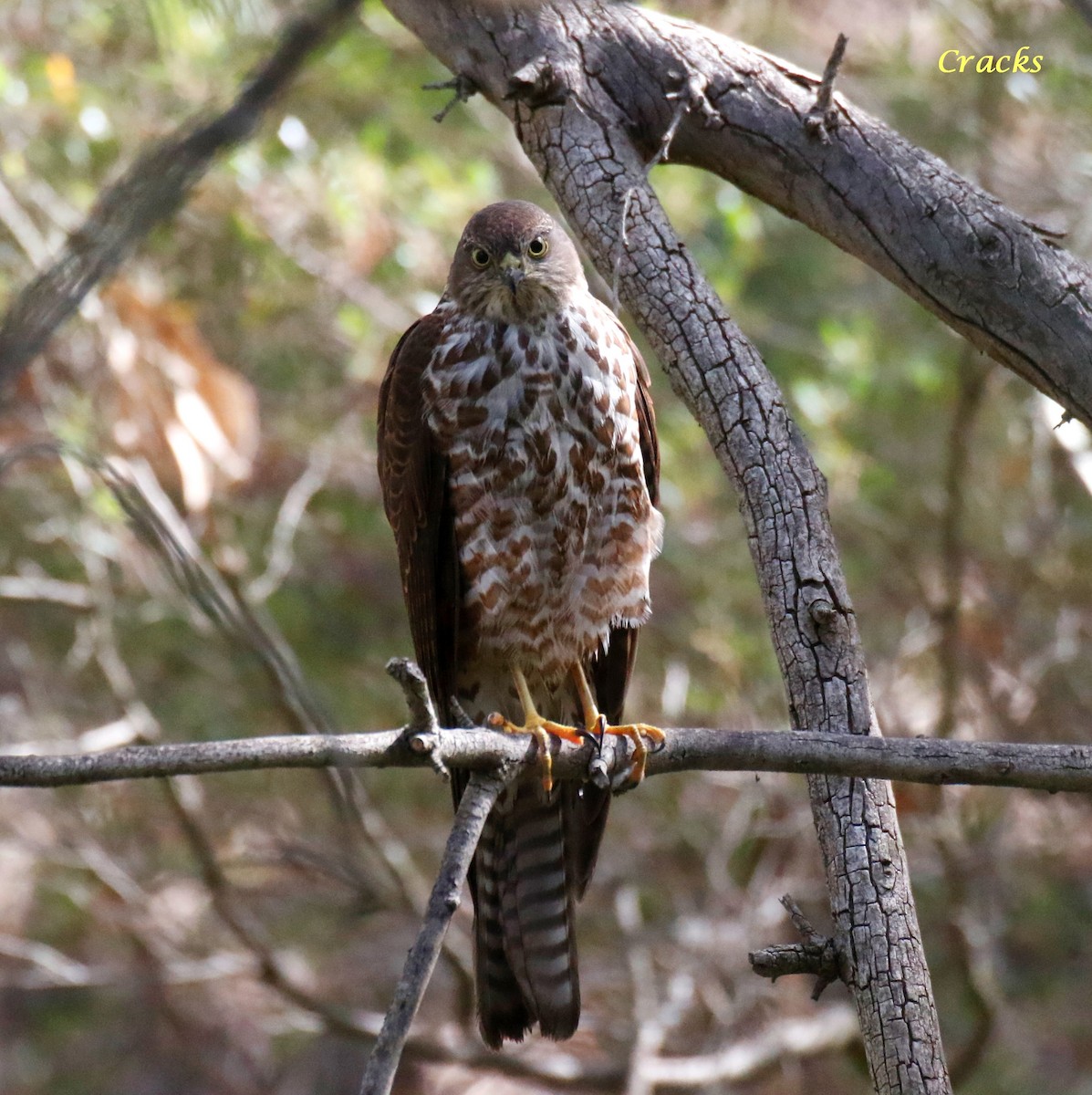 Collared Sparrowhawk - ML630836955