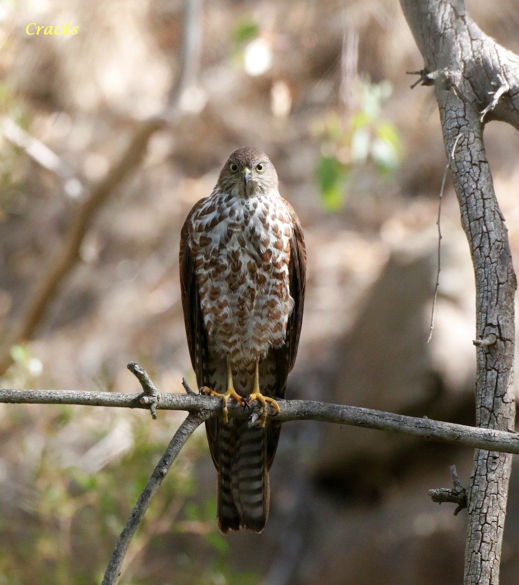 Collared Sparrowhawk - ML630836956