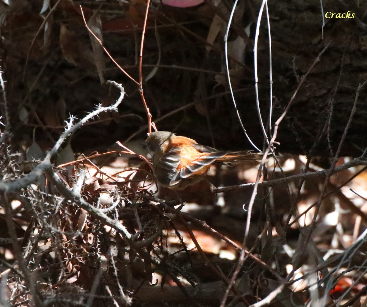 Australian Rufous Fantail - ML630836961