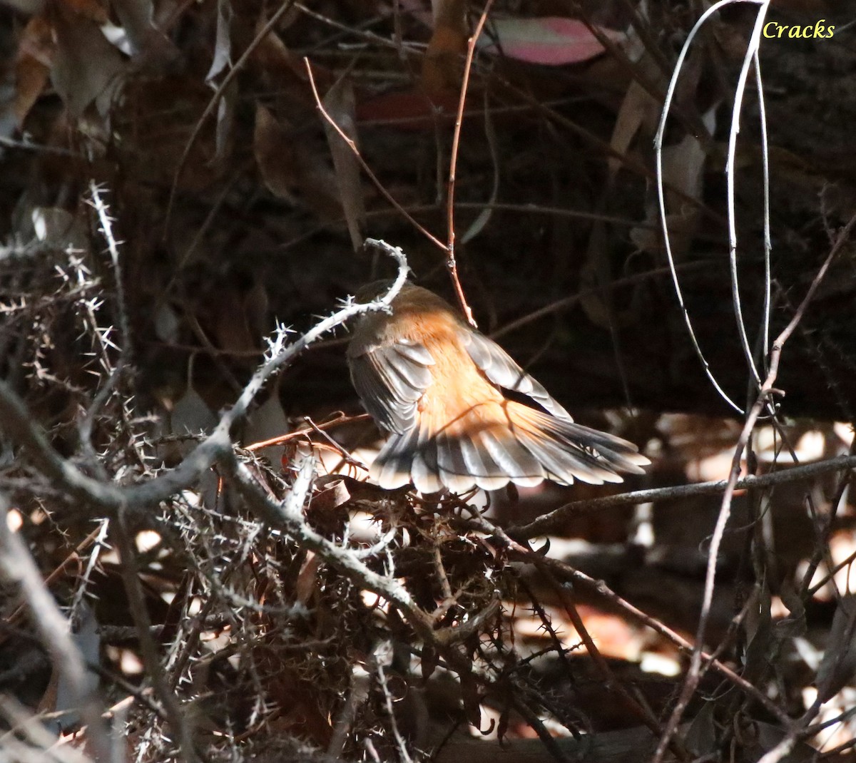 Australian Rufous Fantail - ML630836962