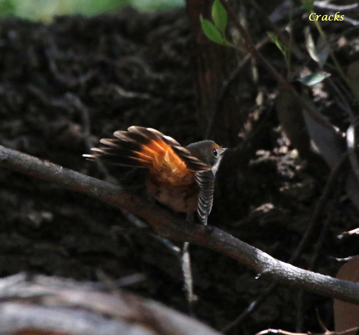 Australian Rufous Fantail - ML630836963