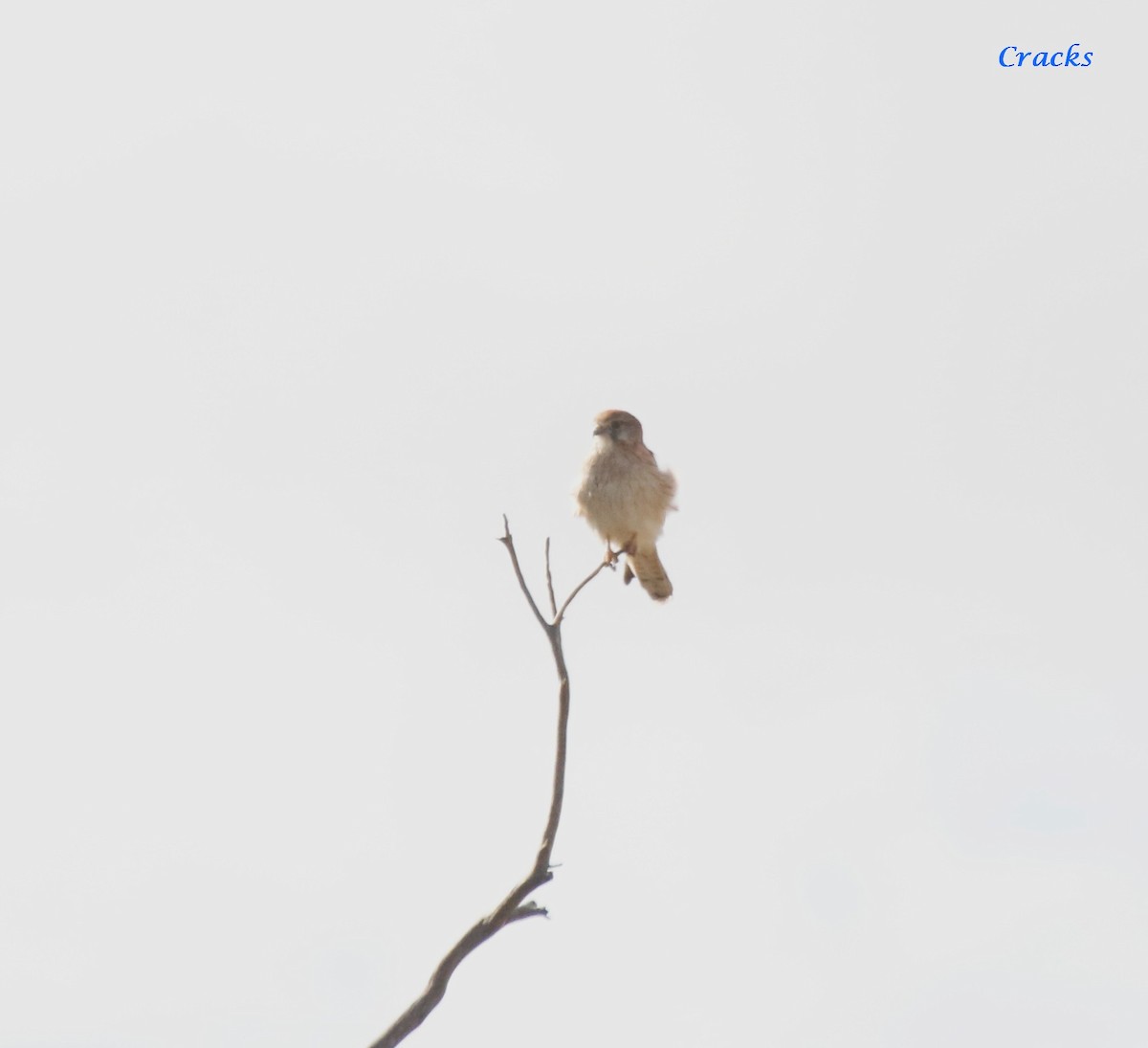 Nankeen Kestrel - ML630837035