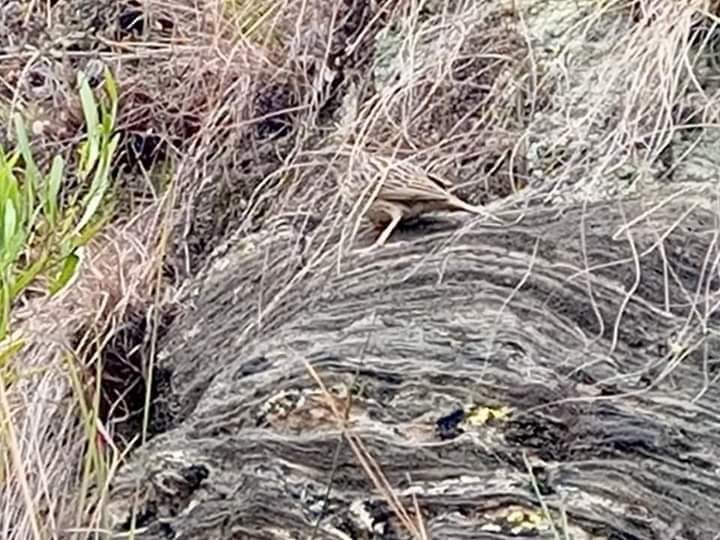 Upland Pipit - ML630837039