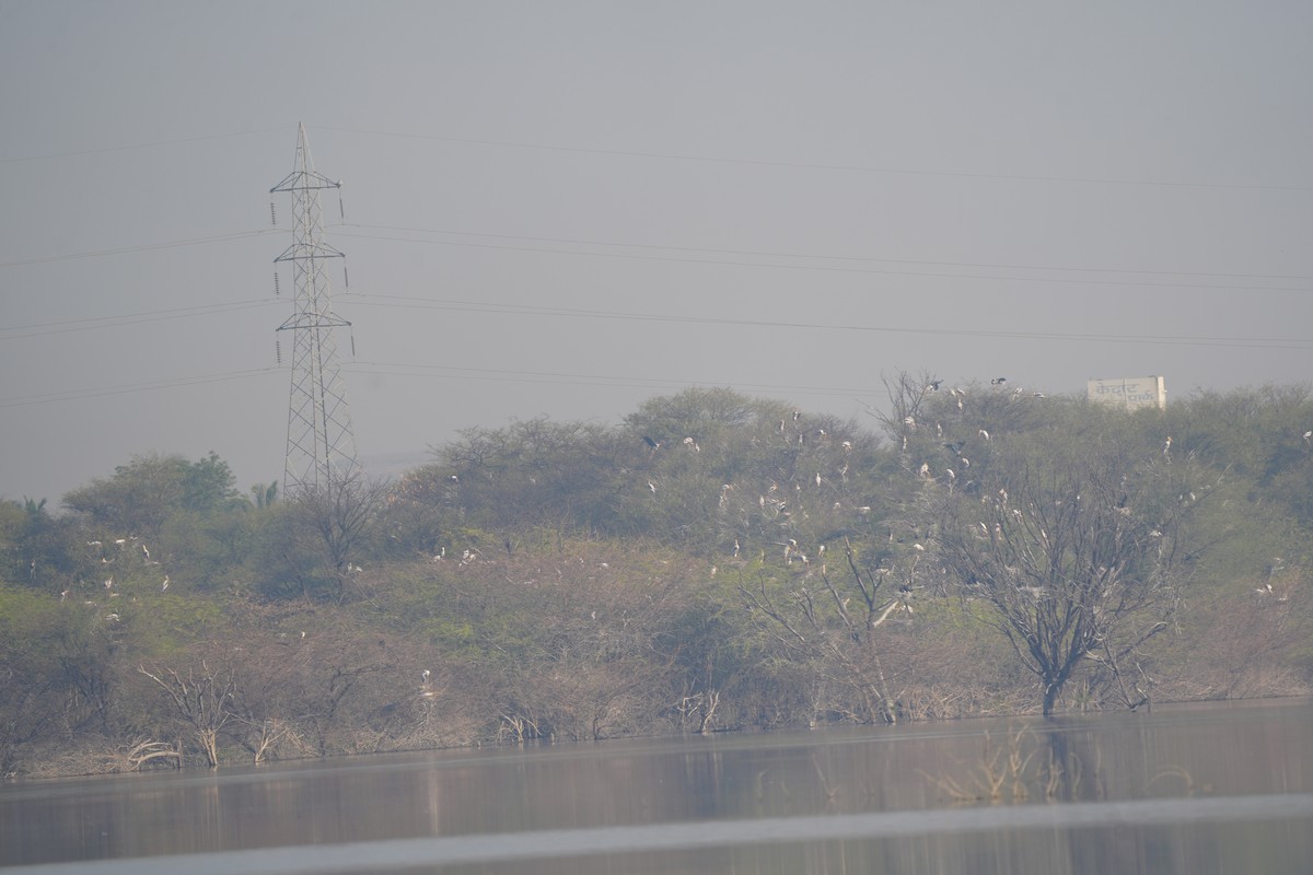Tantale indien - ML630837134