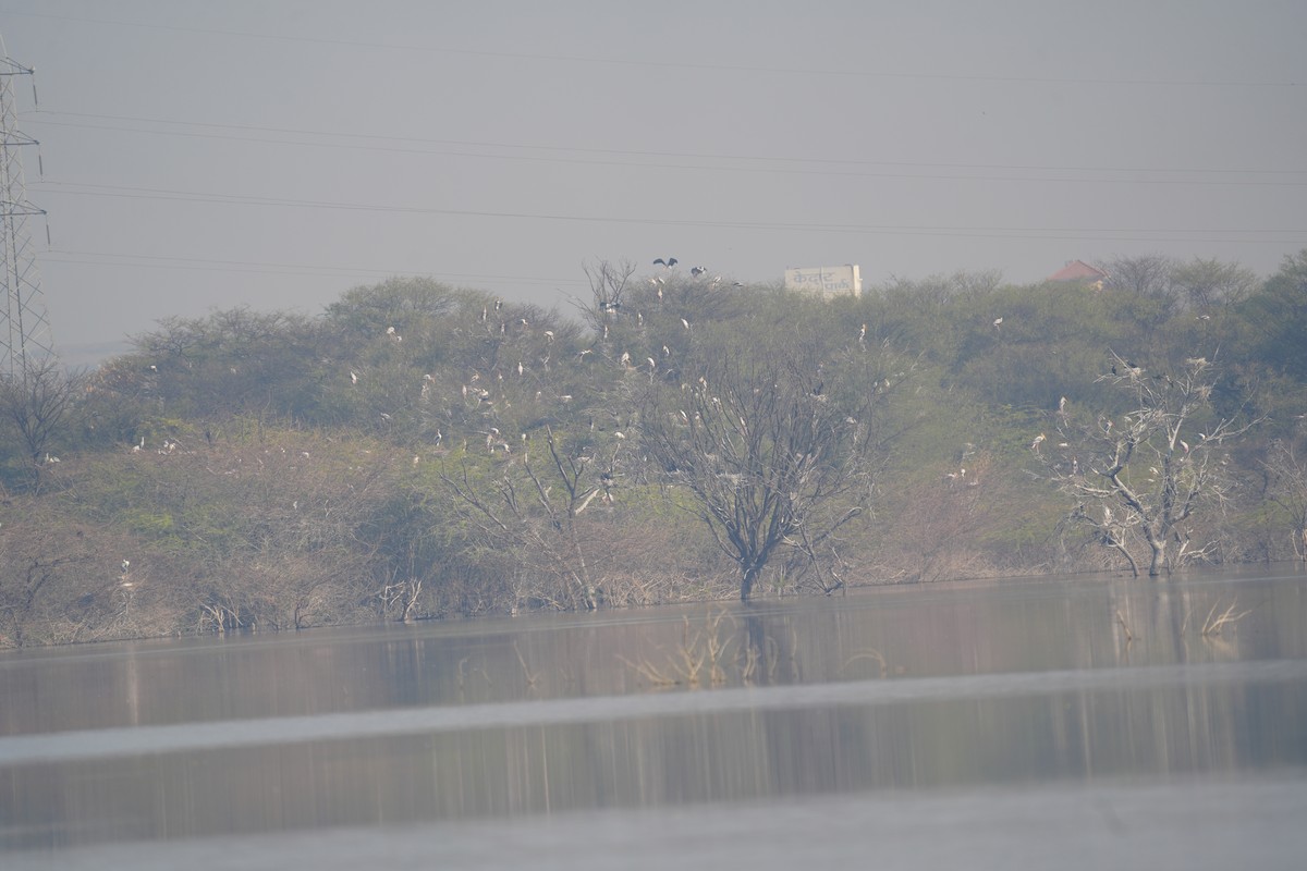 Tantale indien - ML630837137
