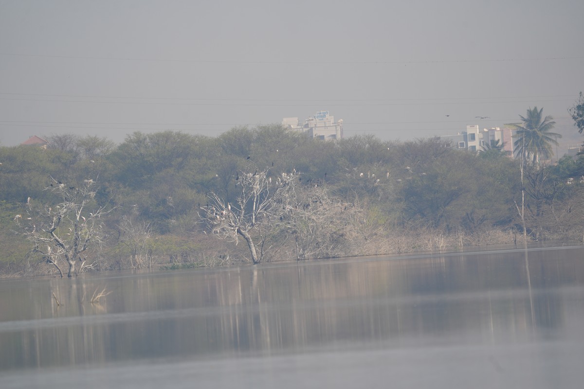 Tantale indien - ML630837138