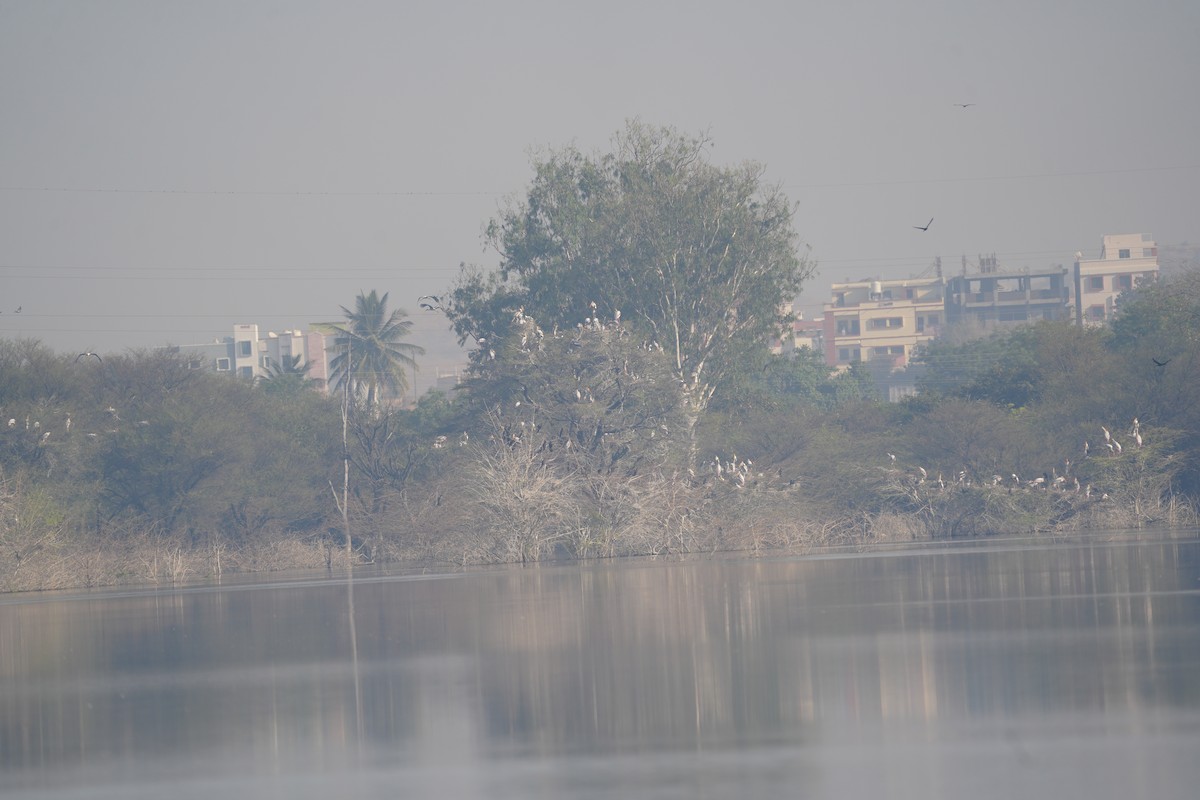 Tantale indien - ML630837139